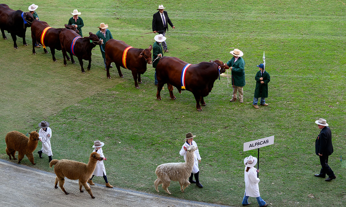  The Grand Parade: A Sydney Royal Easter Show Tradition