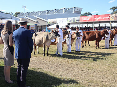 Cattle Judging Lawn