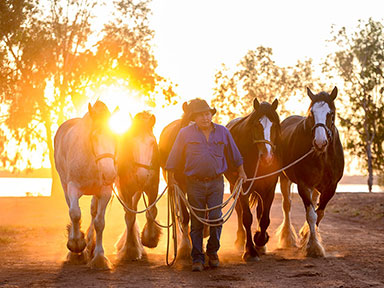 Horse Marshalling Yard